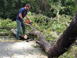 Best Arborist Consultation Services  in Oak Ridge, NC