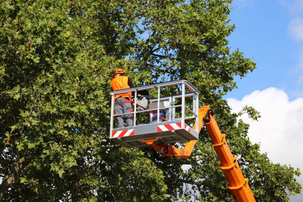 Best Tree Health Inspection  in Oak Ridge, NC