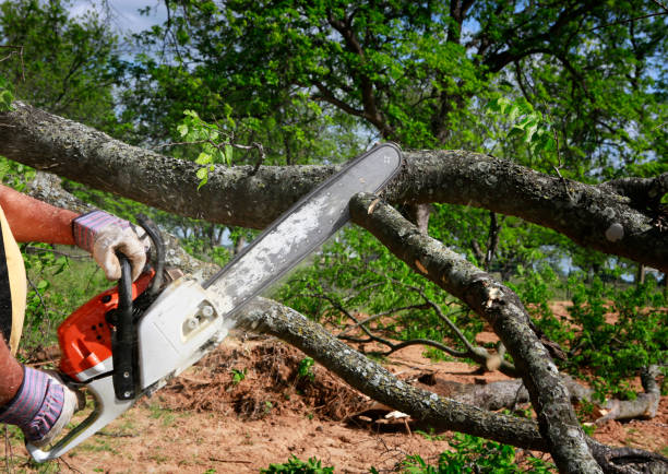Best Arborist Consultation Services  in Oak Ridge, NC